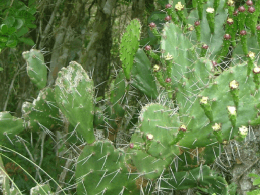 Cactus-palma (Cordia verbenacea)