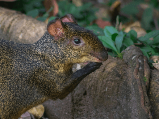 Cutia (Dasyprocta azarae)