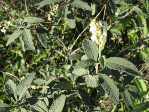 Erva-baleeira (Cordia verbenacea)