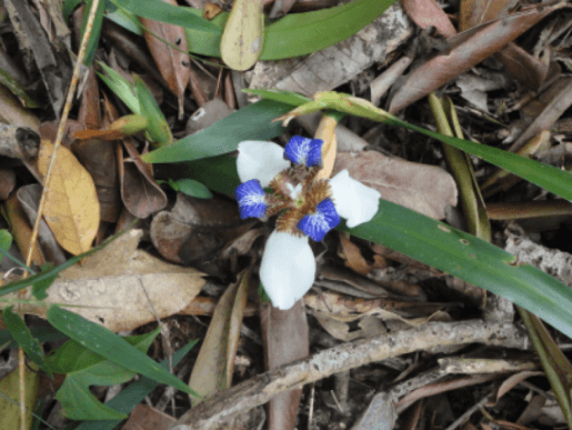 Lírio-azul  (Neomarica sp.)