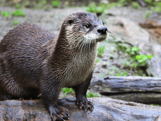 Lontra (Lontra longicaudis)