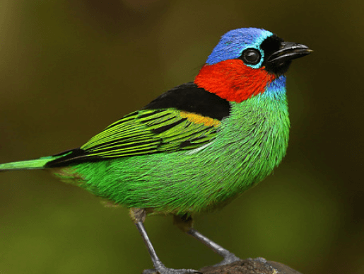 Saíra-militar (Tangara cyanocephala)