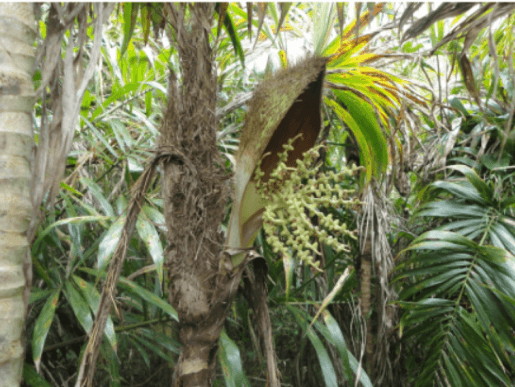 Tucum (Bactris setosa)