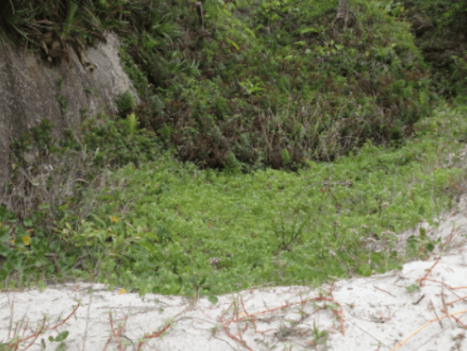 Vegetação de Praia e Duna